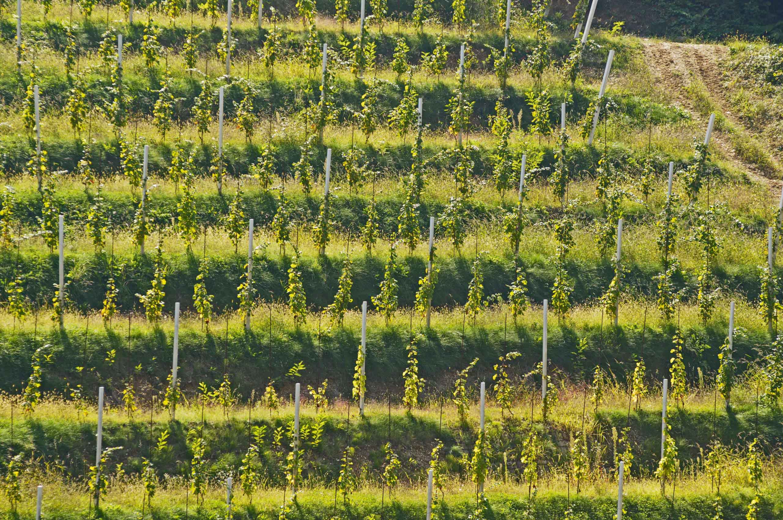 Vigna-dallalto-scaled (compressed)