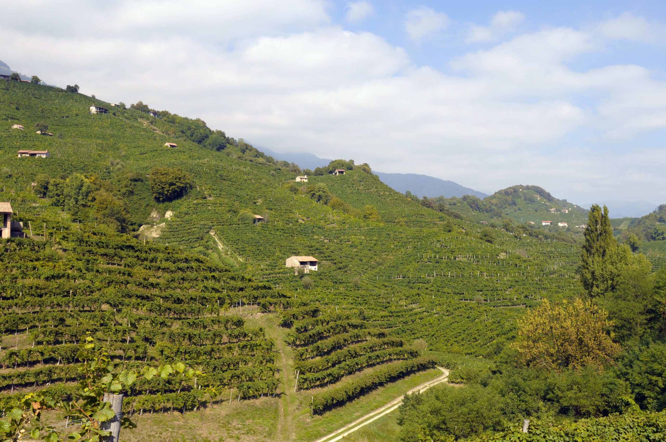 Vista-vigna-2-scaled (compressed)