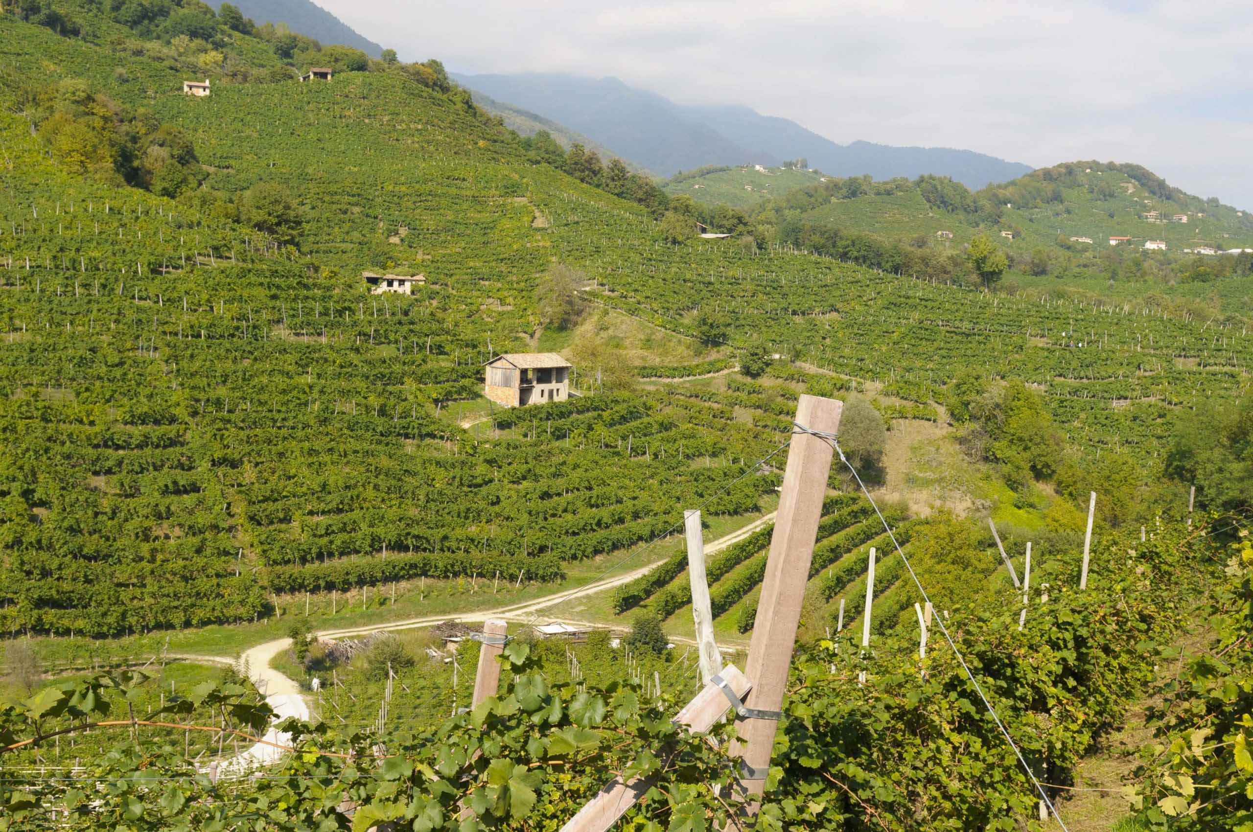 Vista-vigna-scaled (compressed)